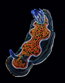 Chromodoris gleniei 